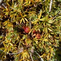 Styphelia humifusum at Belconnen, ACT - 19 Nov 2017 10:37 AM