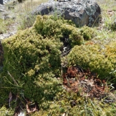 Styphelia humifusum at Belconnen, ACT - 19 Nov 2017 10:37 AM