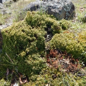 Styphelia humifusum at Belconnen, ACT - 19 Nov 2017