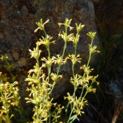 Pimelea curviflora (Curved Rice-flower) at Mount Painter - 18 Nov 2017 by CathB