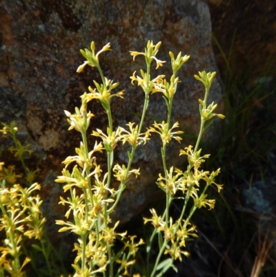 Pimelea curviflora (Curved Rice-flower) at Belconnen, ACT - 19 Nov 2017 by CathB