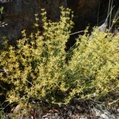 Pimelea curviflora at Belconnen, ACT - 19 Nov 2017 10:32 AM