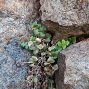 Asplenium subglandulosum at Belconnen, ACT - 19 Nov 2017 10:34 AM