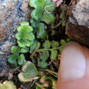 Asplenium subglandulosum at Belconnen, ACT - 19 Nov 2017 10:34 AM