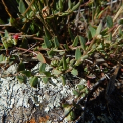 Einadia nutans subsp. nutans (Climbing Saltbush) at Belconnen, ACT - 19 Nov 2017 by CathB