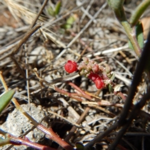 Einadia nutans subsp. nutans at Belconnen, ACT - 19 Nov 2017 10:35 AM