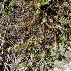 Einadia nutans subsp. nutans at Belconnen, ACT - 19 Nov 2017 10:35 AM