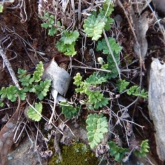Cheilanthes distans (Bristly Cloak Fern) at Belconnen, ACT - 19 Nov 2017 by CathB