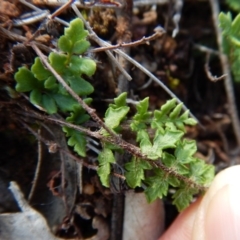 Cheilanthes distans at Belconnen, ACT - 19 Nov 2017