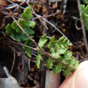 Cheilanthes distans at Belconnen, ACT - 19 Nov 2017