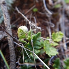 Cheilanthes distans at Belconnen, ACT - 19 Nov 2017 09:56 AM