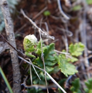 Cheilanthes distans at Belconnen, ACT - 19 Nov 2017