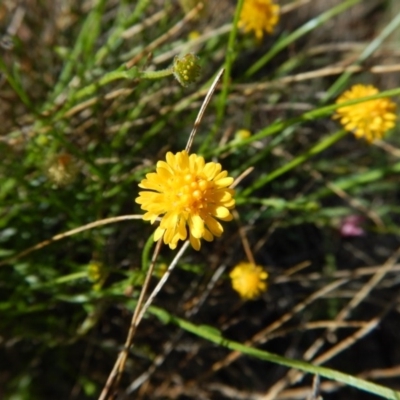 Calotis lappulacea (Yellow Burr Daisy) at Belconnen, ACT - 19 Nov 2017 by CathB
