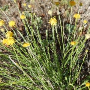 Calotis lappulacea at Belconnen, ACT - 19 Nov 2017 10:15 AM