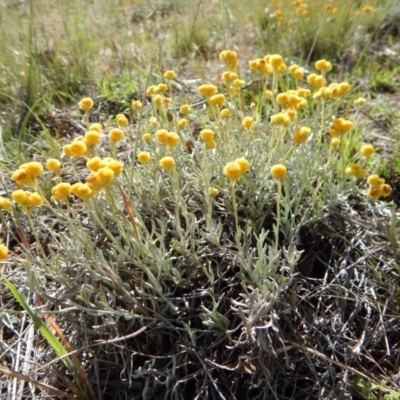 Chrysocephalum apiculatum (Common Everlasting) at Belconnen, ACT - 19 Nov 2017 by CathB