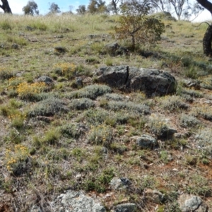 Chrysocephalum apiculatum at Belconnen, ACT - 19 Nov 2017 10:11 AM