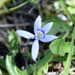 Isotoma fluviatilis subsp. australis (Swamp Isotome) at Wamboin, NSW - 20 Nov 2017 by Varanus