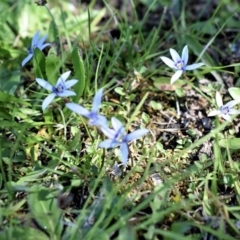 Isotoma fluviatilis subsp. australis at Wamboin, NSW - 20 Nov 2017