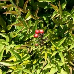 Nandina domestica (Sacred Bamboo) at Hackett, ACT - 21 Nov 2017 by waltraud