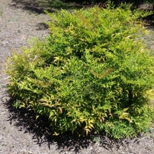 Nandina domestica at Hackett, ACT - 21 Nov 2017