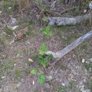 Rubus fruticosus species aggregate at Hackett, ACT - 19 Nov 2017 07:07 PM