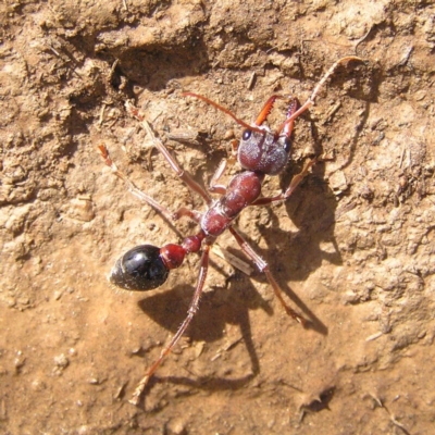 Myrmecia sp. (genus) (Bull ant or Jack Jumper) at Mulligans Flat - 18 Nov 2017 by MatthewFrawley