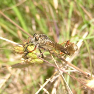 Dolopus rubrithorax at Gungahlin, ACT - 19 Nov 2017 10:22 AM