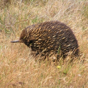 Tachyglossus aculeatus at Gungahlin, ACT - 19 Nov 2017