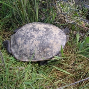 Chelodina longicollis at Gungahlin, ACT - 19 Nov 2017