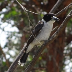 Cracticus torquatus (Grey Butcherbird) at Greenway, ACT - 21 Nov 2017 by SteveC