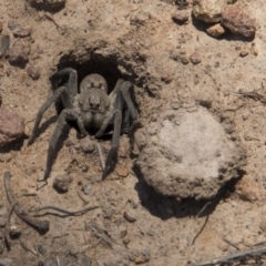 Portacosa cinerea at Hawker, ACT - 20 Nov 2017 11:24 AM