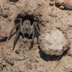 Portacosa cinerea at Hawker, ACT - 20 Nov 2017 11:24 AM