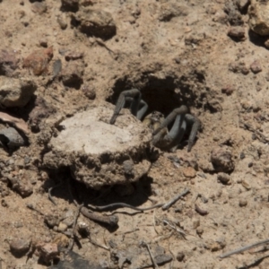 Portacosa cinerea at Hawker, ACT - 20 Nov 2017