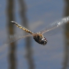 Hemicordulia tau (Tau Emerald) at Bruce Ponds - 21 Nov 2017 by JohnBundock