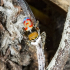 Maratus pavonis (Dunn's peacock spider) at Mulligans Flat - 19 Nov 2017 by DerekC