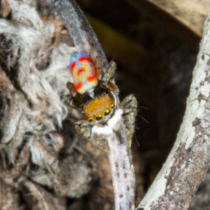 Maratus pavonis at Forde, ACT - 19 Nov 2017