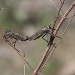 Dolopus rubrithorax (Large Brown Robber Fly) at Mount Ainslie - 20 Nov 2017 by AlisonMilton