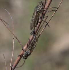 Dolopus rubrithorax at Majura, ACT - 21 Nov 2017