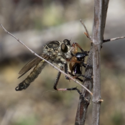 Dolopus rubrithorax (Large Brown Robber Fly) at Mount Ainslie - 20 Nov 2017 by AlisonMilton