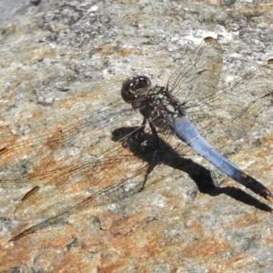 Orthetrum caledonicum at Bruce, ACT - 21 Nov 2017 11:58 AM