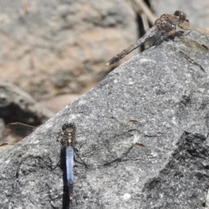 Orthetrum caledonicum at Bruce, ACT - 21 Nov 2017 11:58 AM