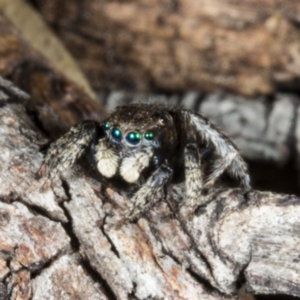 Maratus vespertilio at Forde, ACT - 19 Nov 2017