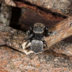 Maratus vespertilio at Forde, ACT - 19 Nov 2017