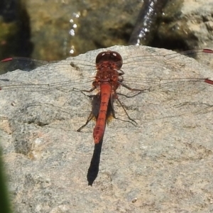 Diplacodes bipunctata at Bruce, ACT - 21 Nov 2017