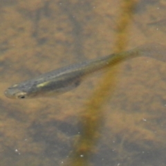 Gambusia holbrooki (Gambusia, Plague minnow, Mosquito fish) at Bruce Ridge to Gossan Hill - 21 Nov 2017 by JohnBundock