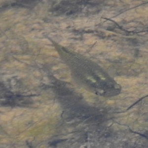 Gambusia holbrooki at Bruce, ACT - 21 Nov 2017 12:01 PM