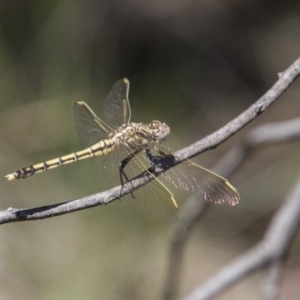 Orthetrum caledonicum at Hawker, ACT - 20 Nov 2017 11:58 AM