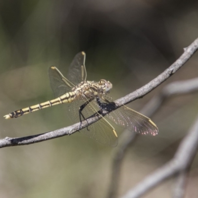 Orthetrum caledonicum (Blue Skimmer) at Hawker, ACT - 20 Nov 2017 by Alison Milton