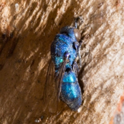 Chrysididae (family) (Cuckoo wasp or Emerald wasp) at Mulligans Flat - 19 Nov 2017 by DerekC