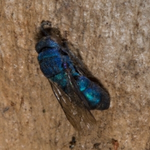 Chrysididae (family) at Forde, ACT - 19 Nov 2017 05:29 PM